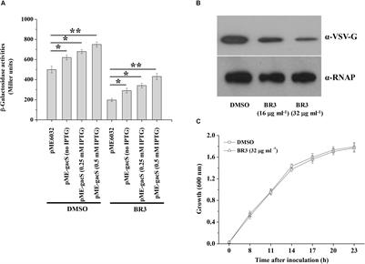 An Extract Produced by Bacillus sp. BR3 Influences the Function of the GacS/GacA Two-Component System in Pseudomonas syringae pv. tomato DC3000
